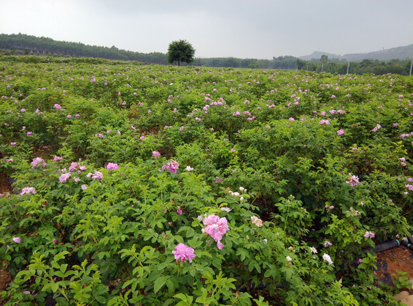 玫瑰种植基地