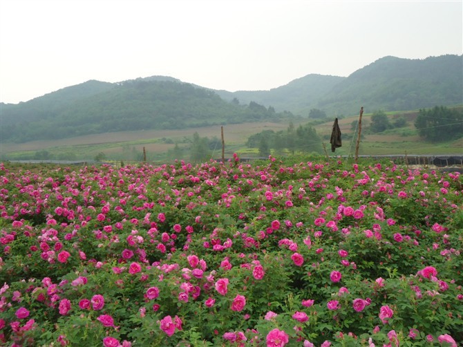 玫瑰种植基地